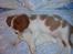Cavalier king charles spaniel Pumba