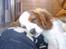 Cavalier king charles spaniel Pumba