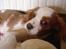Cavalier king charles spaniel Pumba