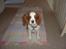 Cavalier king charles spaniel Pumba - ser bare sur ud...hehe