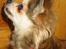 Chihuahua Ronja ¤RIP¤ - Ronja der tålmodigt venter på mad