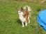 Chihuahua Ronja ¤RIP¤ - Ronja der holder vagt i hendes have