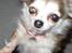 Chihuahua Ronja ¤RIP¤ - Har mad i sigte