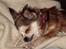Chihuahua Ronja ¤RIP¤ - En af hendes yndlings beskæftigelser... At sove