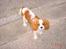 Cavalier king charles spaniel Zimba & Cirkeline - Zimba