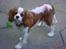 Cavalier king charles spaniel Zimba & Cirkeline - Zimba