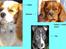 Cavalier king charles spaniel Pumba