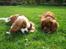 Cavalier king charles spaniel Zimba & Cirkeline - Ihh det er så dejligt at ligge og tygge i pinde...