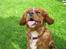 Cavalier king charles spaniel Zimba & Cirkeline - Se hvor glad jeg er :o)