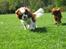 Cavalier king charles spaniel Zimba & Cirkeline - Du kan ikke fange mig :o)