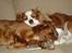 Cavalier king charles spaniel Zimba & Cirkeline - er der noget bedre end at ligge sammen....