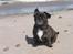 Blanding af racer Luna (R.I.P aflivet 17/1-17)