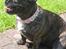 Blanding af racer Luna (R.I.P aflivet 17/1-17) - mit fine bling bling halsbånd.