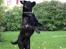 Labrador retriever *Freja* (Min MulMul) - for jeg vil danse, danse. for jeg vil danse, danse. og du vil? DANSE Fotograf: Mig (Anna 13 år)