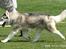 Siberian husky Jazzy - Jazzy på udstillingen i Brøndby i år... that girl can move!!!!!
