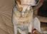 Labrador retriever Baloo - Her sidder jeg igen i min stol... jeg har én af mine bamser med.....