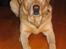 Labrador retriever Baloo - Ligger på gulvet i køkkenet.... ser jeg ikke sød ud?