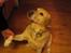 Labrador retriever Baloo - Endnu én af mine kunster... jeg hilser pænt - mon jeg får en godbid så?