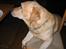 Labrador retriever Baloo - Jeg ynder at sidde med til bords... så jeg er hurtig til at stjæle mig en plads...