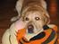 Labrador retriever Baloo - Her ligger jeg med min fine tiger...
