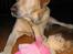 Labrador retriever Baloo - Her ligger jeg i stuen med min dukke Lise...