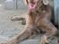 Langhåret Weimaraner Fuchs Vom Jungholz (Død) - Chopin 1 år....Smiler jeg fint nok nu??