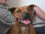 Staffordshire bull terrier Freja 4. januar 2013 <3 <3 R.I.P