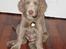 Langhåret Weimaraner Fuchs Vom Jungholz (Død) - Ja, så sød var jeg med mine blå øjne 8 uger gammel