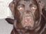 Labrador retriever Baloo  (hos anden ejer) - Baloo 11 mdr.