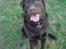Labrador retriever Baloo  (hos anden ejer)