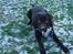 Labrador retriever Baloo  (hos anden ejer) - Baloo med sin beste sko.