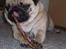 Mops Kong Tølfi    F. 06/04  † 04.10 2014 - Tølfi spiser grise hale