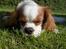 Cavalier king charles spaniel Mulle - Det er så Mulle..