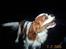 Cavalier king charles spaniel Mulle - Det min pind!!!!...
