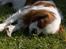 Cavalier king charles spaniel Mulle - fandt skyggen!! jubii så kan man lige flyde lidt..