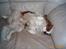 Cavalier king charles spaniel Mulle - det er da bare livet   