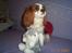 Cavalier king charles spaniel Mulle - er det min kanin du vil have? det må du ikke den er så dejlig