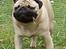 Mops Kong Tølfi    F. 06/04  † 04.10 2014 - weee! ny løbegård