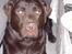Labrador retriever Baloo  (hos anden ejer) - Baloo med sin ven Pjevs