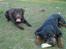 Labrador retriever Baloo  (hos anden ejer) - Baloo med sin bedste ven Tyson