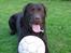 Labrador retriever Baloo  (hos anden ejer) - Baloo med sin elskede bold