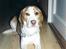 Beagle Max