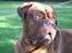 Dogue de bordeaux Frede 2001 - 2007