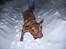 Dogue de bordeaux Frede 2001 - 2007