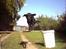 Labrador retriever Buddy - Buddy-jump! sejt ik?