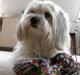 Coton de tulear Miki