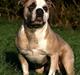 Amerikansk bulldog Hamsom Bull´s Mr. Jacker