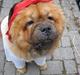 Chow chow carlo