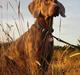 Weimaraner Natacha