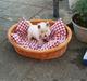 West highland white terrier Lukas
